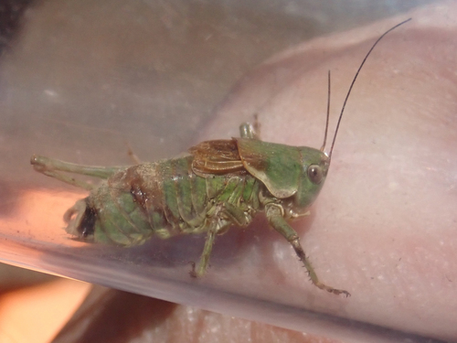 iNaturalist observation photo of Unarmed Shieldback
