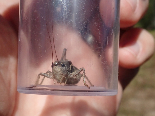 iNaturalist observation photo of Unarmed Shieldback