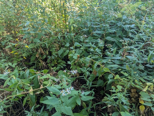 Eurybia furcata, photograph 5
