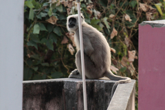 Semnopithecus schistaceus