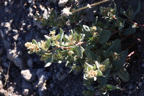 Davis' knotweed (Polygonum davisiae)