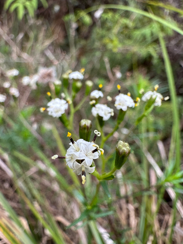 Dubautia scabra observed 2025-09-08