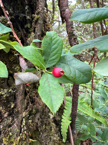 Vaccinium calycinum observed 2025-09-08