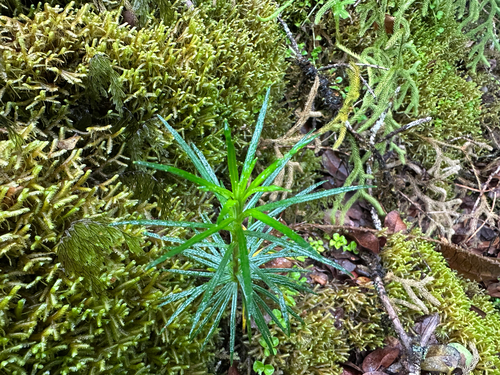 Dubautia scabra observed 2025-09-09