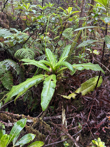 Cyanea macrostegia observed 2025-09-10