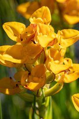 Ceratandra grandiflora