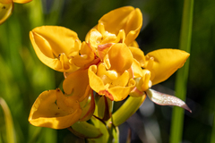 Ceratandra grandiflora