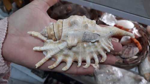 Millipede Spider Conch