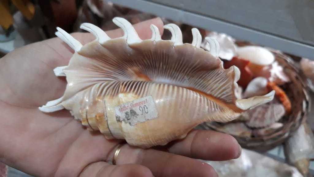 Milleped spider conch
