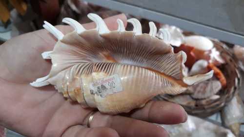 Millipede Spider Conch