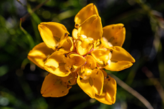 Ceratandra grandiflora