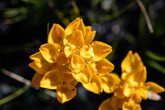 Ceratandra grandiflora