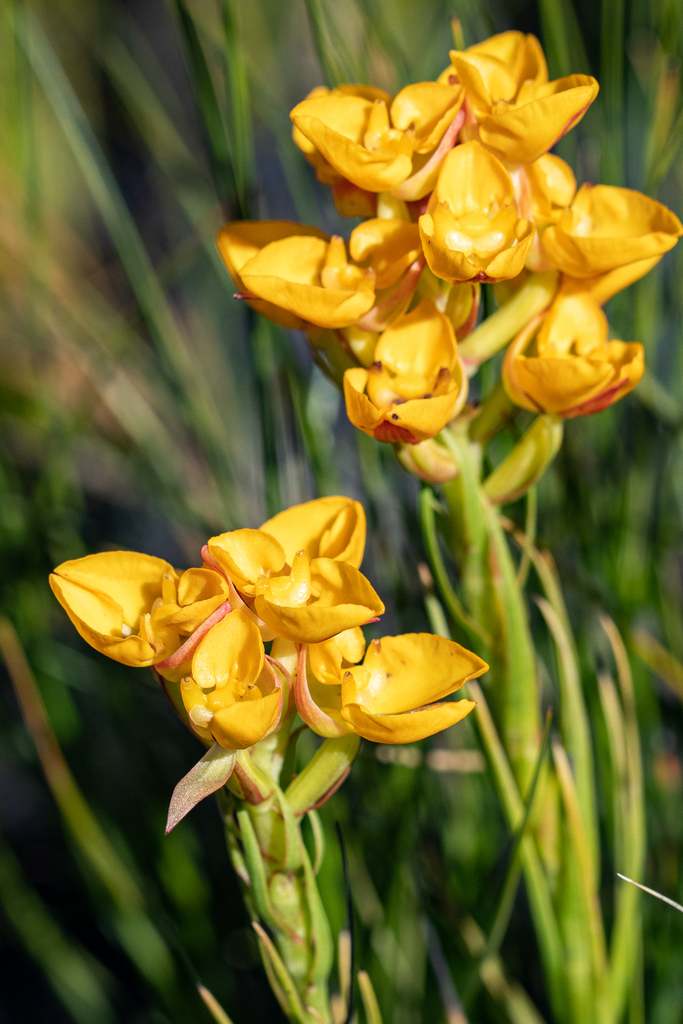 Grand Shield Orchid
