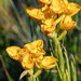 Ceratandra grandiflora - Photo (c) magriet b, algunos derechos reservados (CC BY-SA), uploaded by magriet b