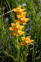 Ceratandra grandiflora