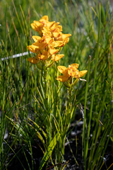 Ceratandra grandiflora