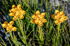 Ceratandra grandiflora