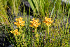 Ceratandra grandiflora