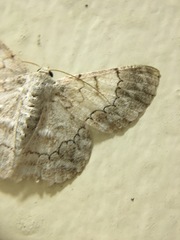 Pingasa chloroides