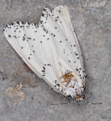 Eucaterva variaria photo 3