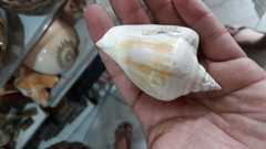 Laevistrombus canarium