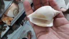 Laevistrombus canarium