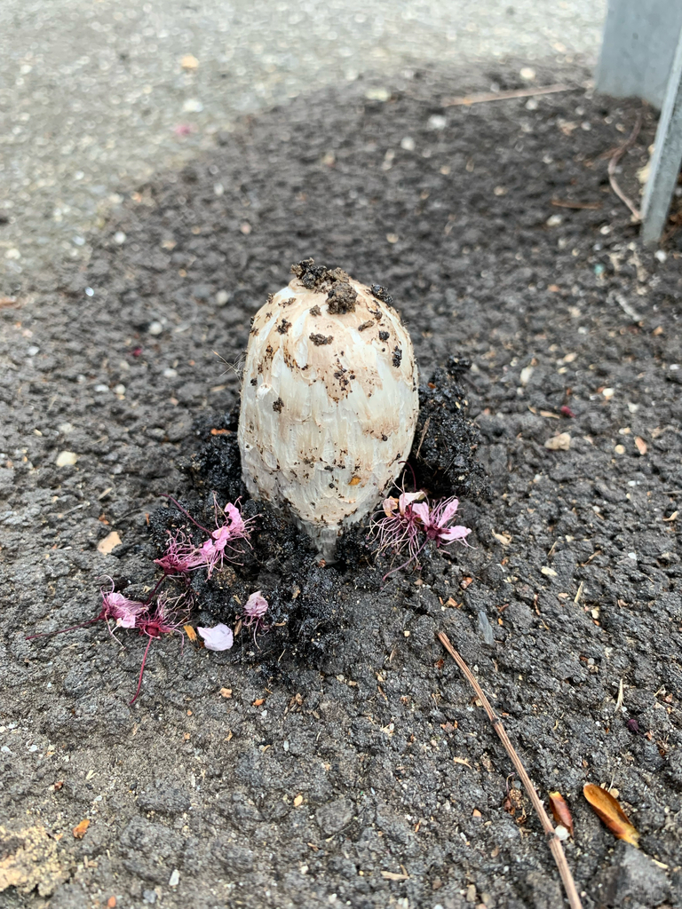 Coprinus comatus · September 2025 · photo: © celadonfern (iNaturalist, cc-by)
