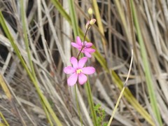 Ixia stricta