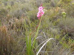 Watsonia rogersii