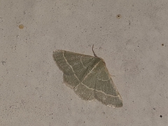 Microloxia indecretata