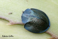 Cyrtonota