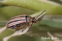 Disonycha bicarinata