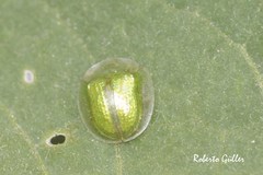 Plagiometriona herbea