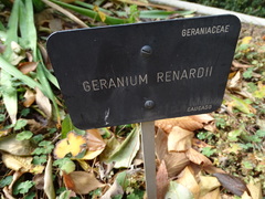 Geranium renardii