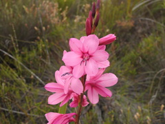 Watsonia rogersii