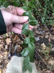 Buxus sempervirens
