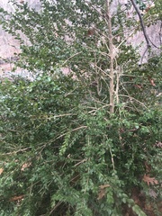 Buxus sempervirens