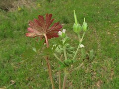 Geranium texanum