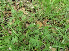 Geranium texanum