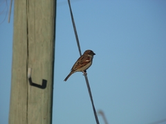 Passer domesticus