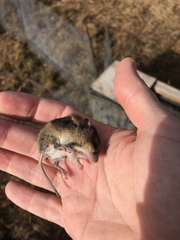 Reithrodontomys humulis