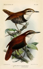 Black-Bellied Wren photo 2