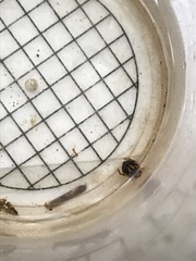Coptotomus