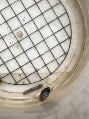 Coptotomus