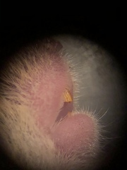 Reithrodontomys humulis