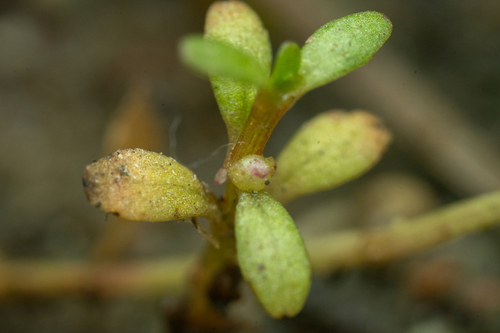 Elatine brachysperma, photograph 5