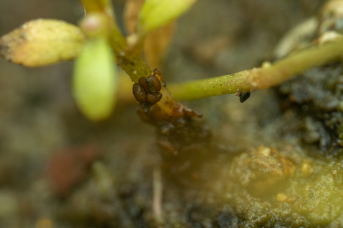 Shortseed Waterwort (Elatine brachysperma)