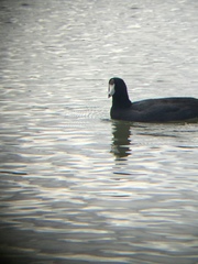 Fulica americana