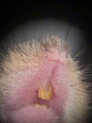 Reithrodontomys humulis