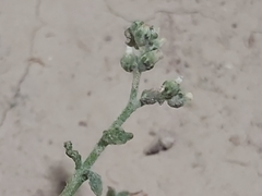 Heliotropium bacciferum